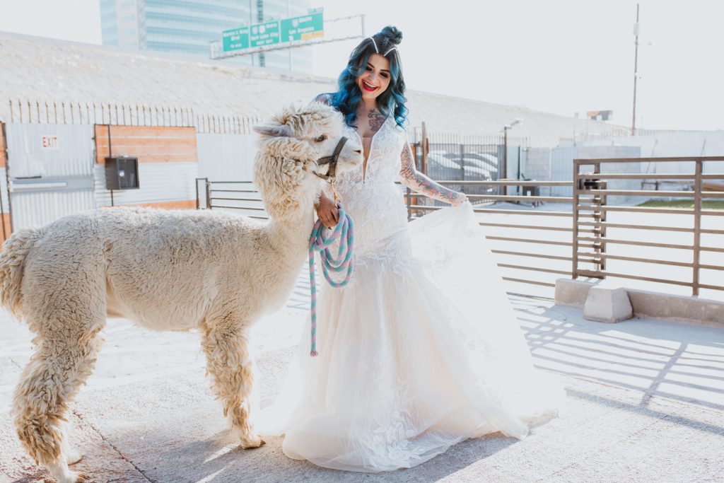 Las Vegas wedding photo of a bride with Alpaca